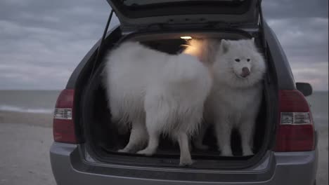 One-cute-samoyed-dog-is-sitting-in-the-car-trunk-while-another-one-is-jumping-inside-and-barking.-Slow-Motion-shot