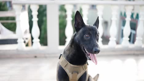 Cute-black-service-dog-german-shepherd-in-service-collar