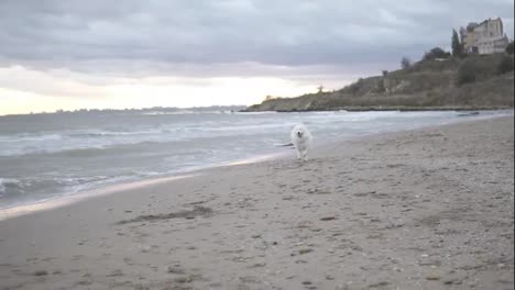 Adorable-samoyed-dog-running-on-sand-toward-camera-pointe-of-view.-Slow-Motion-shot