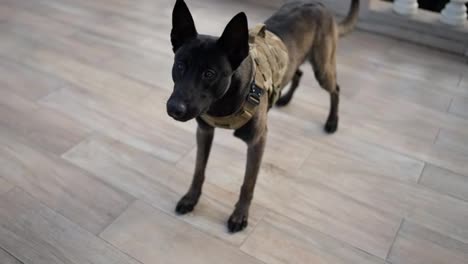 Black-service-dog-german-shepherd-in-service-collar-following-commands