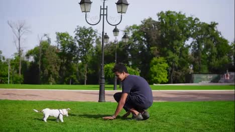 Young-handsome-african-man-playing-with-puppy-in-the-park-running-together-on-the-green-grass.-Small-dog-breeds-Jack-Russell