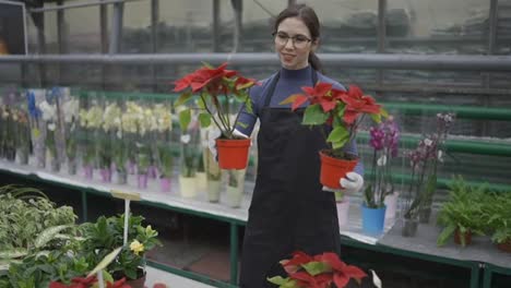 Young-woman-in-the-greenhouse-with-flowers-checks-a-pot-of-red-flowers-on-the-shelf