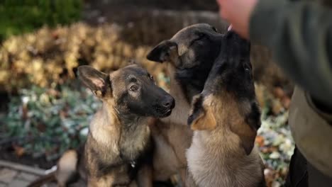 Mixed-breed-German-Shepherd-3-dogs-having-threats-from-the-owner