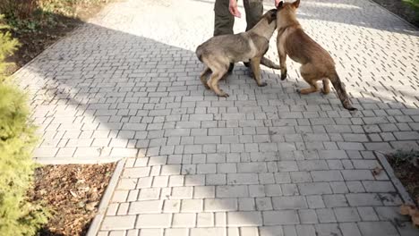 Mixed-breed-German-Shepherd-3-dogs-greeting-their-owner-in-the-yard