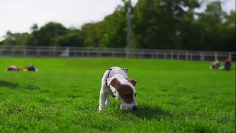 Adorable-Pequeño-Jack-Russell-Terrier-Parado-Sobre-La-Hierba-Verde-Con-La-Boca-Abierta-En-Un-Día-De-Verano