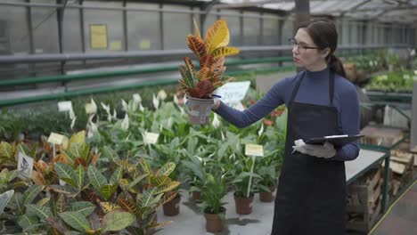 Worker-in-greenhouse-is-doing-inventory-checking-and-counting-plants-and-using-tablet