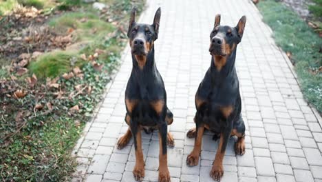 Portrait-of-two-pure-breed-Doberman-dogs-outdoors