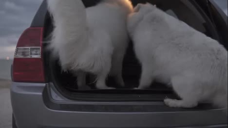 Two-cute-samoyed-dogs-are-jumping-in-the-car-trunk.-Slow-Motion-shot