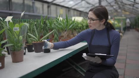 Worker-in-greenhouse-is-doing-inventory-checking-and-counting-plants-and-using-tablet,-close-up