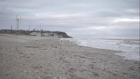 Two-samoyed-dogs-are-playing-on-the-beach-running-on-sand-together.-They-are-moving-closer-to-camera.-Slow-Motion-shot