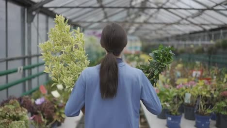 Rear-view-of-a-woman-walking-with-two-pots-in-greenhouse
