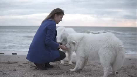 Slow-Motion-shot-of-attractive-young-woman-plays-with-two-dogs-of-the-Samoyed-breed-by-the-sea.-White-fluffy-pets-on-the-beach