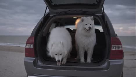 Two-cute-samoyed-dogs-are-jumping-from-the-car-trunk.-The-car-is-standing-on-the-sand-by-the-sea.-Slow-Motion-shot