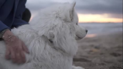 White-fluffy-samoyed-dog-sitting-with-a-girl-on-the-beach-having-fun.-Young-woman-sitting-on-the-sand-and-embracing-her-dog-of