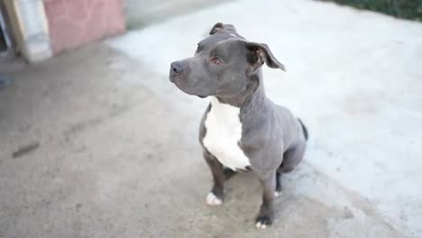 Blue-Pitbull-with-white-collar-looking-to-the-camera-outdoors