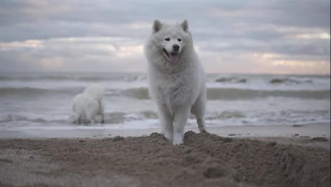 Two-cute-samoyed-dogs-are-playing-on-the-beach-in-the-sea-or-ocean-together.-Slow-Motion-shot