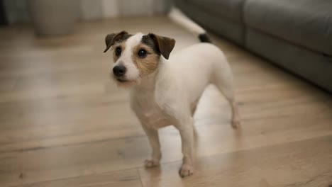 Cute-Jack-Russell-Terrier-sitting-on-wooden-floor-in-room