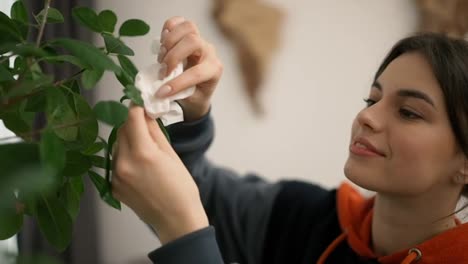 Woman-cleaning-from-the-dust-green-flower-at-home,-taking-care-of-home-plants