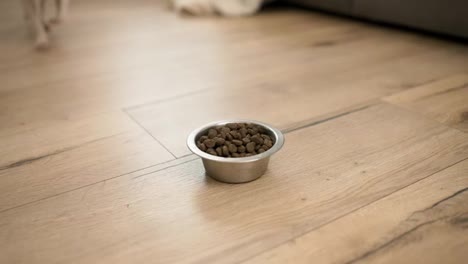 Lovely-jack-russell-terrier-dog-taking-with-appetite-dry-food