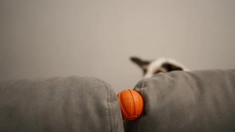 Slow-motion-Jack-Russell-playing-ball-on-the-couch-at-home