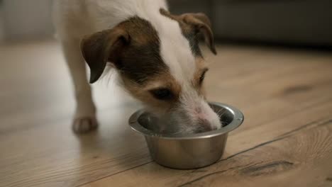Divertido-Jack-Russell-Terrier-Bebiendo-Agua-Del-Recipiente-En-Casa