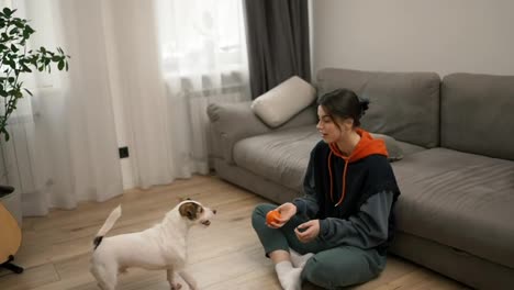 Pet-owner-playing-ball-with-her-lovely-terrier-at-home