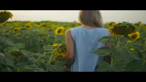 Back-view-of-unrecognizable-blond-woman-in-a-blue-dress-walking-in-a-field-of-sunflowers.-Slow-Motion-shot