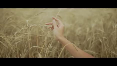 Woman's-hand-running-through-wheat-field.-girls-hand-touching-wheat-ears-Close-Up.-Harvest-concept.-Harvesting.-Slow-motion-shot