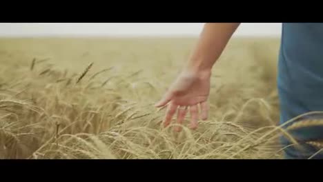 Woman's-hand-running-through-wheat-field.-girls-hand-touching-wheat-ears-Close-Up.-Harvest-concept.-Unrecognizable-woman-in-a