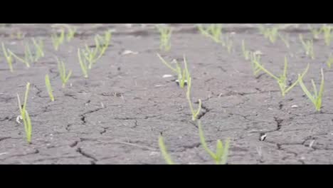 Growing-green-grass-on-the-black-soil.-shot-in-Slow-Motion