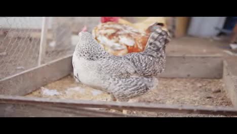 Chicken-in-hencoop.-shot-in-Slow-Motion
