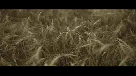 Close-up-view-of-golden-wheat-field.-Slow-Motion-shot