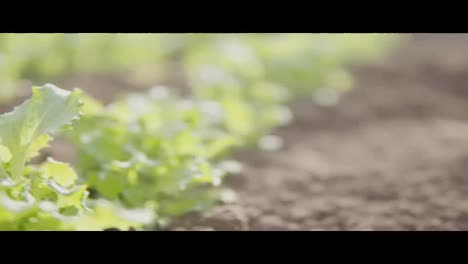 Growing-green-salad-on-the-black-soil.-Slow-Motion