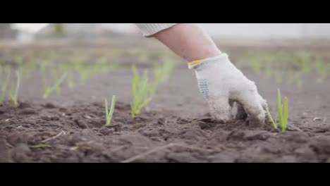 Close-Up-view-of-a-hand-in-glove-cleaning-soil-around-the-plants.-Planting-onion-in-the-soil.-shot-in-Slow-Motion