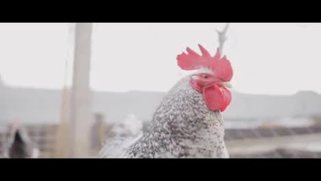 Close-Up-view-of-a-hen-in-hencoop.-shot-in-Slow-Motion