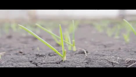 Growing-green-grass-on-the-black-soil.-shot-in-Slow-Motion