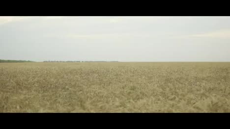 Close-up-view-of-golden-wheat-field.-Slow-Motion-shot