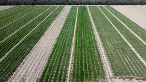 Agricultural-Fields-Aerial-View