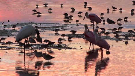 Küstenvögel-Waten-In-Goldenem-Licht-Entlang-Der-Küste-Von-Florida