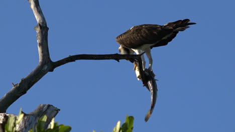 A-fish-eagle-devours-a-fish-in-a-tree-branch-in-Florida