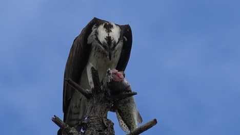 Un-águila-Pescadora-Devora-Un-Pez-En-La-Rama-De-Un-árbol-En-Florida-1