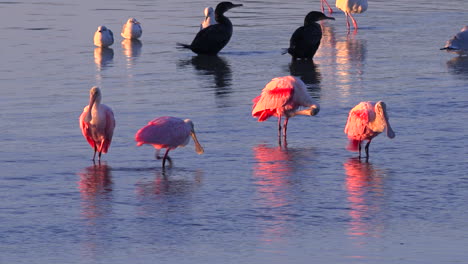 Flamingos-Waten-In-Goldenem-Licht-Entlang-Der-Küste-Von-Florida