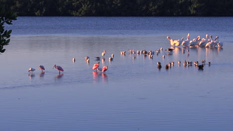 Flamingos-Waten-In-Goldenem-Licht-Entlang-Der-Küste-Von-Florida-1