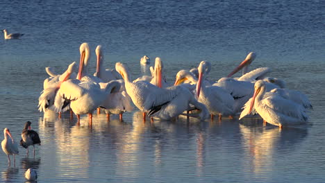 Flamingos-Waten-In-Goldenem-Licht-Entlang-Der-Küste-Von-Florida-2