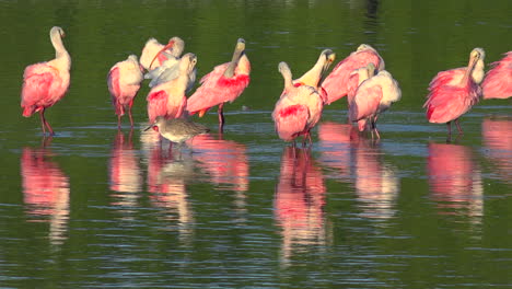 Hermosos-Pájaros-Rosados-Vadean-En-Luz-Dorada-A-Lo-Largo-De-La-Costa-De-Florida