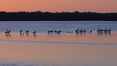 Küstenvögel-Waten-Im-Goldenen-Licht-Entlang-Der-Untiefen-Der-Küste-Von-Florida-1