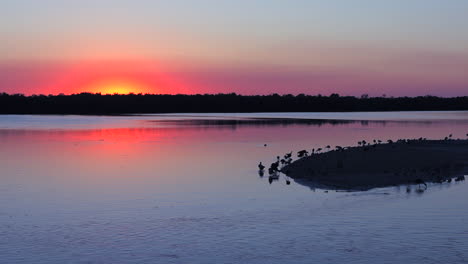Küstenvögel-Bei-Sonnenuntergang-Entlang-Der-Feuchtgebiete-Der-Küste-Von-Florida-3