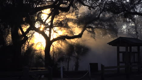 The-sun-rises-through-fog-in-the-Florida-Everglades-1
