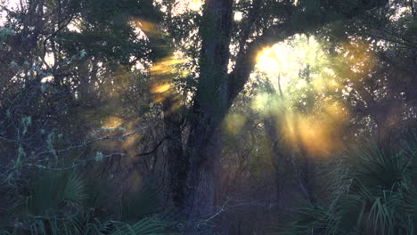 The-sun-rises-through-fog-in-the-Florida-Everglades-2