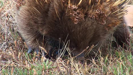 Close-up-of-an-Australian-anteater-foraging-in-the-grass